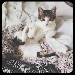 Portrait of cat lying on bed