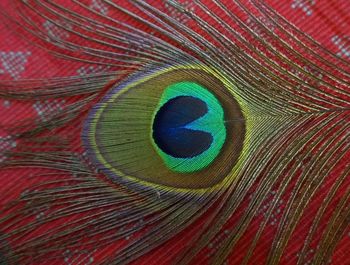 Full frame shot of peacock feather