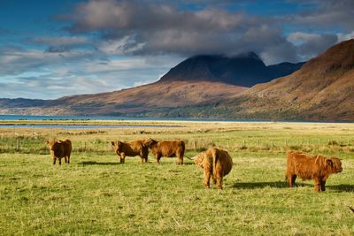 Horses grazing on field