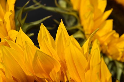 Close-up of yellow flowering plant