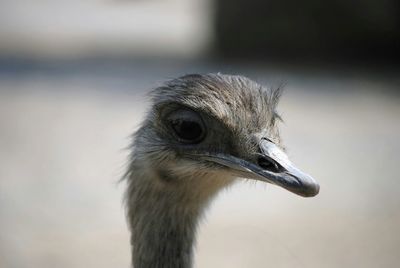 Close-up of ostrich against blurred background
