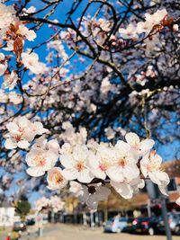 Close-up of cherry blossoms in spring