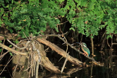 Close-up of bird perching on plant