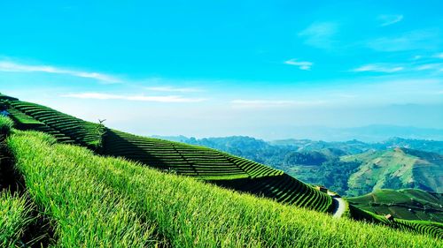 Scenic view of rice field against sky