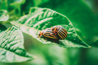 Close-up of insect on leaf