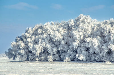 Scenic view of snow covered land and trees against sky