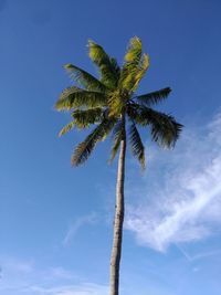 palm tree