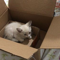 cardboard box