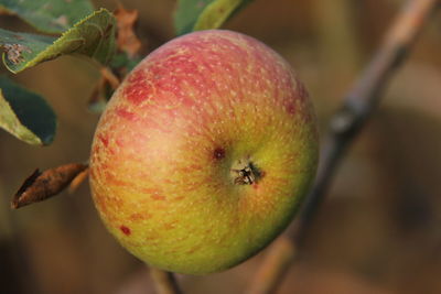 Close-up of red apple on tree