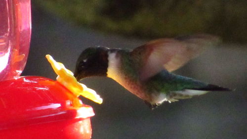 Close-up of birds flying