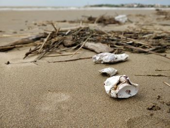 Close-up of shells on beach