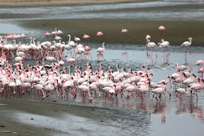 Flock of birds in lake