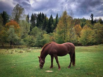 Brown horse grazing in the forest in autumn on a cloudy day