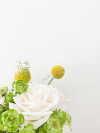 Close-up of white rose against yellow background