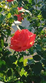 Close-up of red hibiscus blooming outdoors