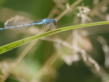 Close-up of insect on plant