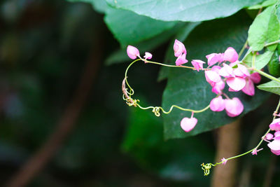 Close-up of pink flowering plant