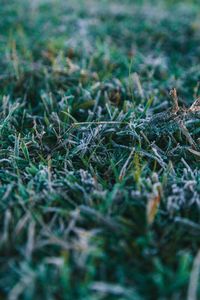 Close-up of grass on field