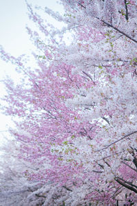 Low angle view of pink flowering tree