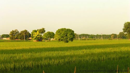 Scenic view of agricultural field against clear sky