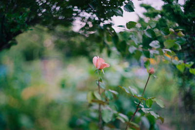 Close-up of pink flowers blooming outdoors