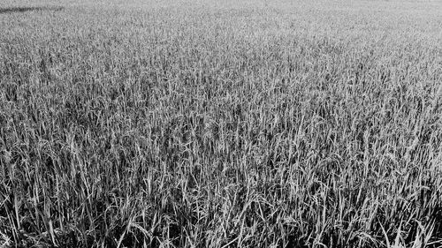 Full frame shot of wheat field