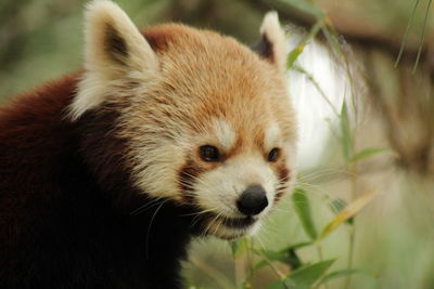 Close-up of a panda 