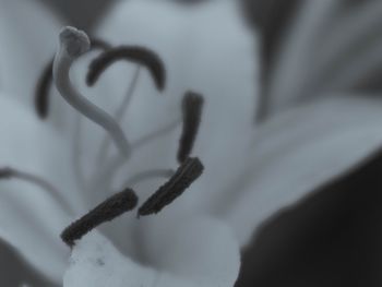 Close-up of plant against blurred background