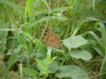 Close-up of insect on plant