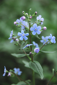 Summer photo of purple flowers