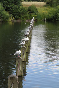 Birds perching on wooden post in lake