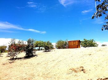 Low angle view of trees on beach against sky