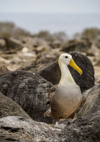 Close-up of duck on rock