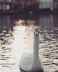 Close-up of swan on water