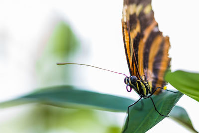 Close-up of butterfly on leaf