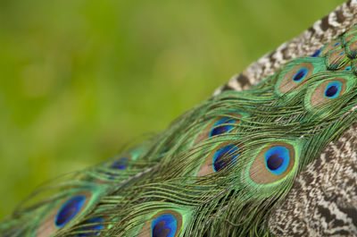 Close-up of peacock