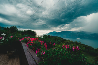 Pink flowering plants against sky