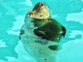 Fish underwater