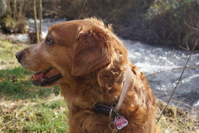 A dog golden retriever on the water