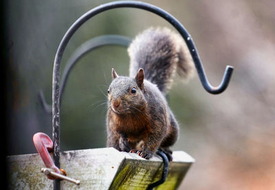 Close-up of squirrel