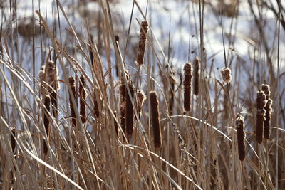 Close-up of stalks in field