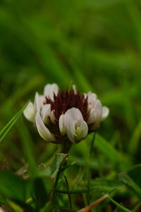 Close-up of white flowering plant