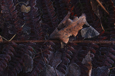 Full frame shot of dry leaves on land