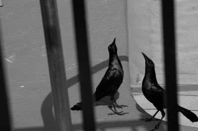 High angle view of birds seen from railing