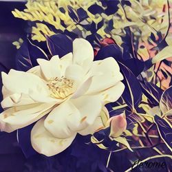 Close-up of white flower growing outdoors