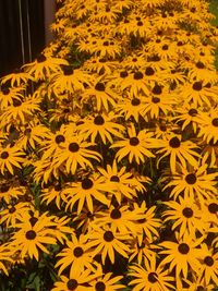 Close-up of yellow flowering plant