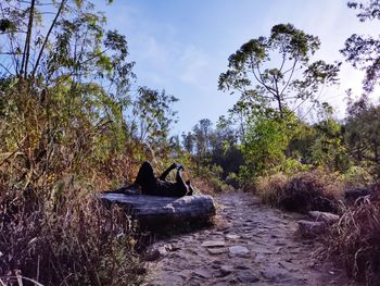 Stream amidst rocks in forest against sky