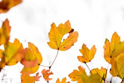 Close-up of yellow maple leaves against sky