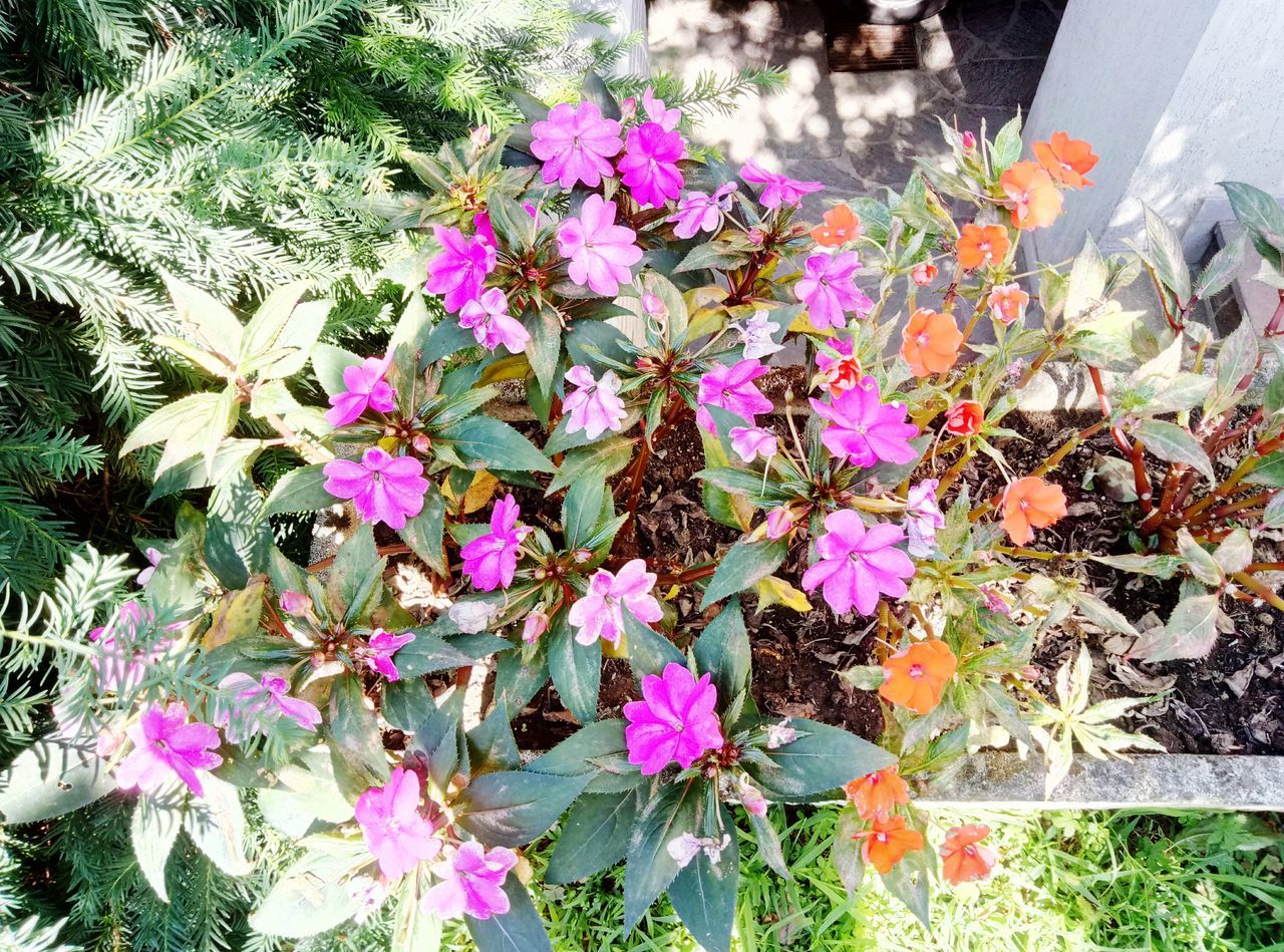 Violet and orange flowers