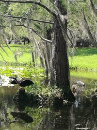 Bird swimming in lake